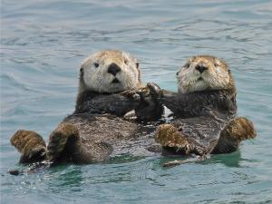 Two sea otters holding hands