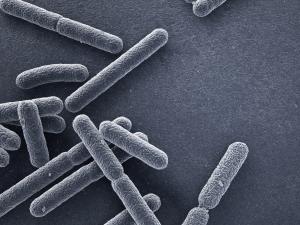 E. Coli bacteria