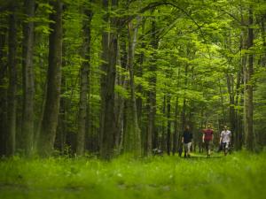 A group of people walking in the woods