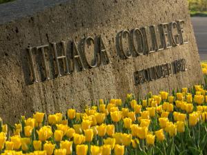 tulips in front of the Ithaca College entrance sign