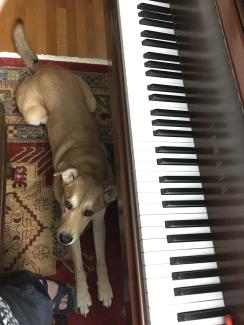 Tan medium size dog houng-shepherd mutt stretched out on red carpet underneath a grand piano keyboard.