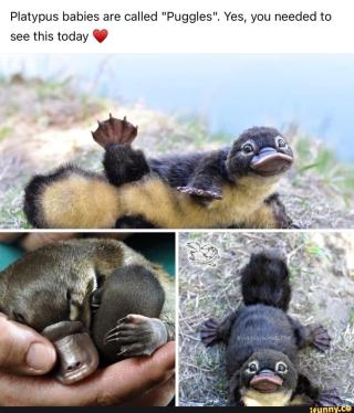 three photos of puggles, or platypus babies, in cute positions. The title reads "Platypus babies are called "Puggles," Yes, you needed to see this today