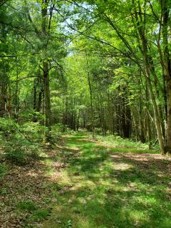 Sun Dappled wooded trail from the IC Natural Lands