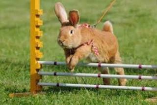 rabbit jumping over hurdle bars. 