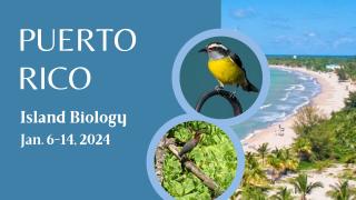 Puerto Rico Island Biology Jan 6-14, 2024