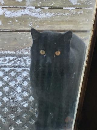 Black Cat at Screen Door