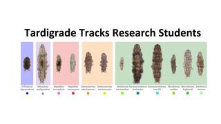 tardigrade tracks