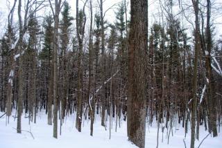 IC Natural Lands woods in snow